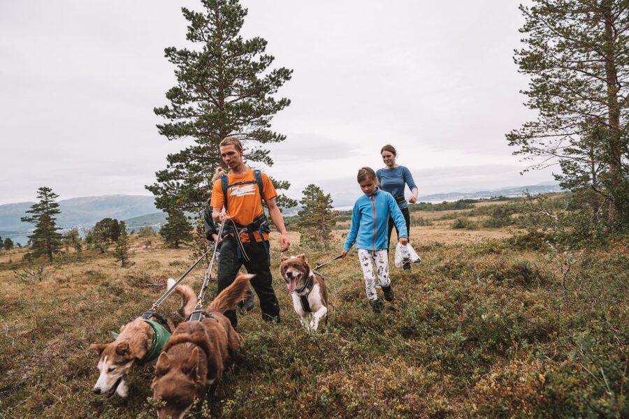 Tromsø: Husky Hike and Puppy Visit with Traditional Lunch - Key Highlights