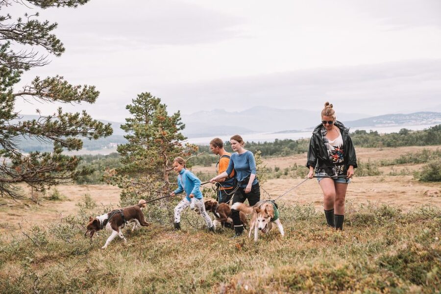 Tromsø: Husky Hike and Puppy Visit with Traditional Lunch - Being Pulled Through Northern Nature: The Husky Hike Itself