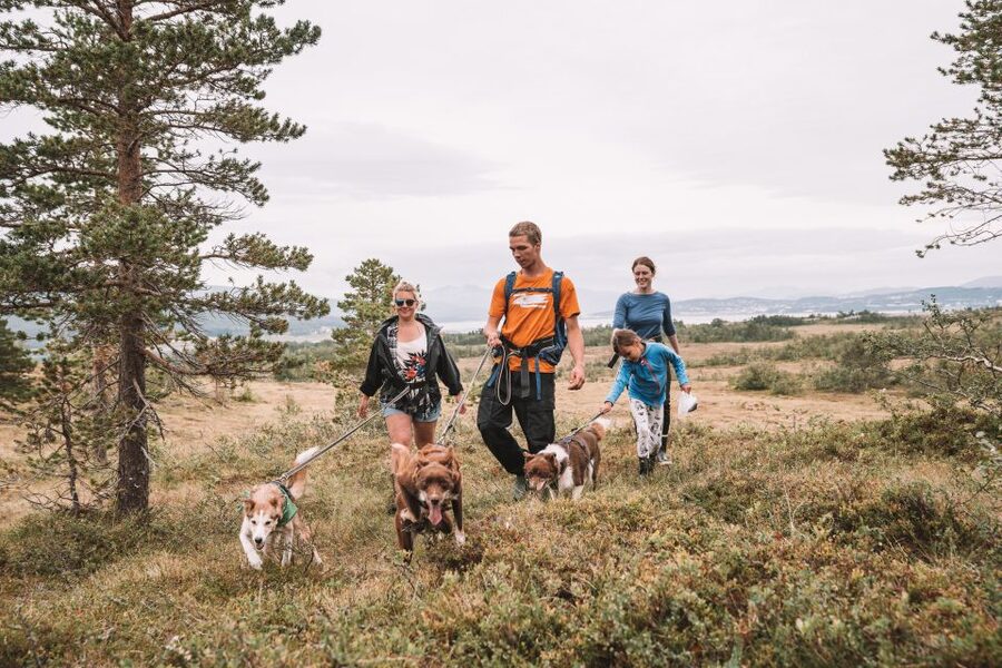 Tromsø: Husky Hike and Puppy Visit with Traditional Lunch - Guides and Group Flow: Why It Feels Smooth Even When Dogs Are a Lot