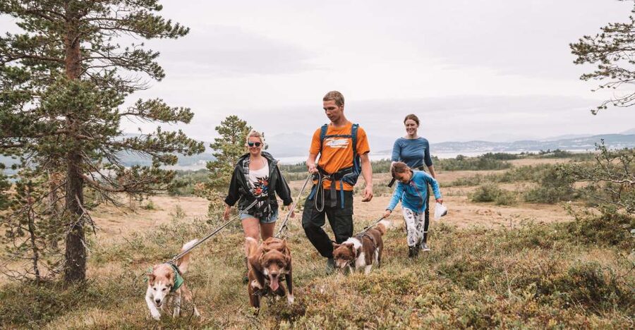 Tromsø: Husky Hike and Puppy Visit with Traditional Lunch - The Dog Yard First: What You’ll See Before the Walk
