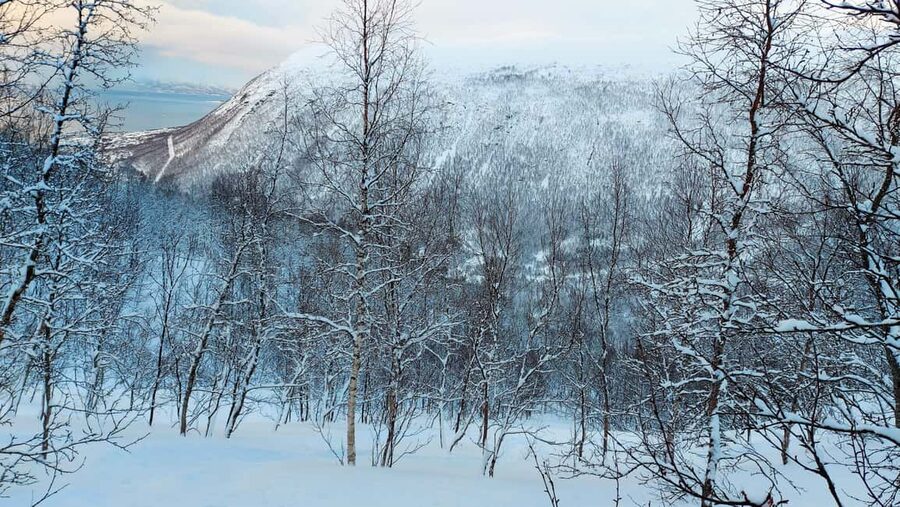 Tromsø Street to Wilderness: Guided Snowshoe Hike - The Guide Factor: Phil’s Role in Making This Tour Feel Personal