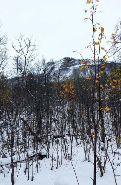 Tromsø Street to Wilderness: Guided Snowshoe Hike - Wildlife Spotting Without the Pressure: How to Set Your Expectations