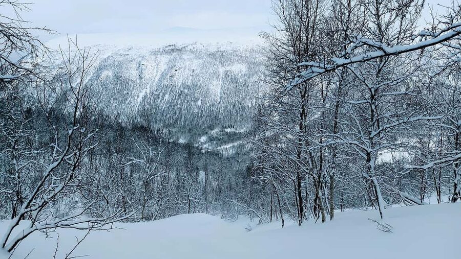 Tromsø Street to Wilderness: Guided Snowshoe Hike - Is It Worth $104? A Value Check Based on What You Get