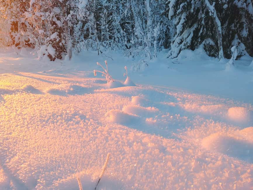 Tromsø Street to Wilderness: Guided Snowshoe Hike - Who Should Book This Snowshoe Hike (And Who Should Skip It)