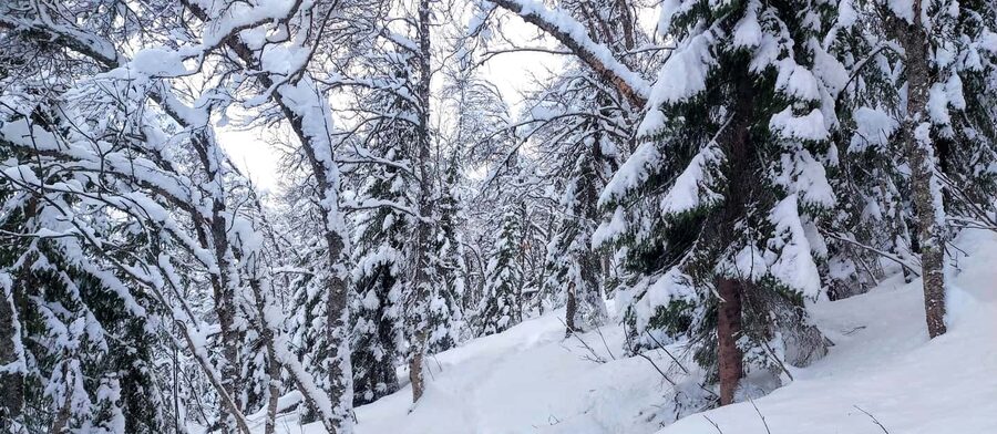 Tromsø Street to Wilderness: Guided Snowshoe Hike - Tromsdalen Break Stop: Views, Tracks, and a Warm Mid-Hike Reset