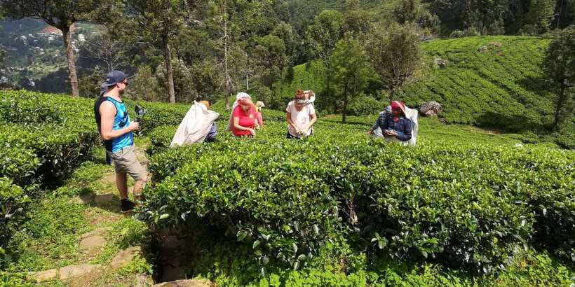 Tuk-Tuk Safari Liptons seat,Tea Fields Hike,TeaFactory Tour - Tuk-tuk safari: the tea-country ride you can actually feel