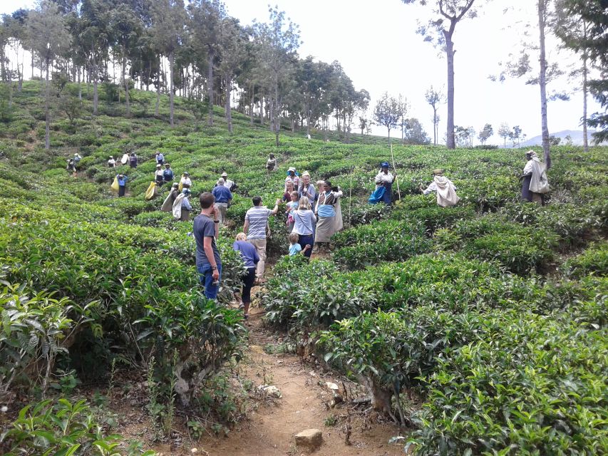 Tuk-Tuk Safari Liptons seat,Tea Fields Hike,TeaFactory Tour - Picnic lunch in the countryside: when rain changes the plan