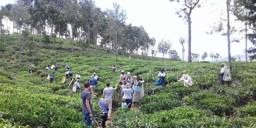 Tuk-Tuk Safari Liptons seat,Tea Fields Hike,TeaFactory Tour - Price and value: what $60 buys you for a full tea day