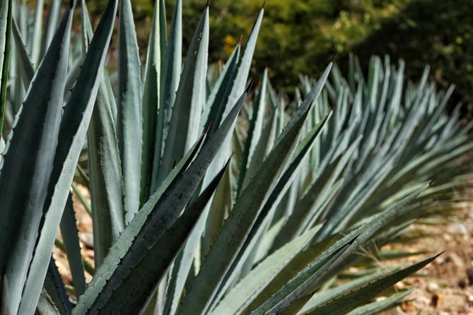Ultimate Hierve el Agua Hike + Mezcal - Mezcal at the Source: A Family Visit With Jeronimo