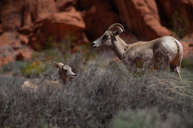 Valley of Fire Guided Hiking Tour and Mojave Desert Adventure - The Mojave Desert drive: stories before the first steps