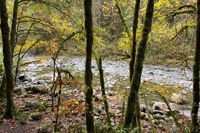 Vancouver Rainforest Hike with Waterfalls, Suspension Bridge, Old Growth Forest - Natural swimming pools: a refreshing break, not the main goal