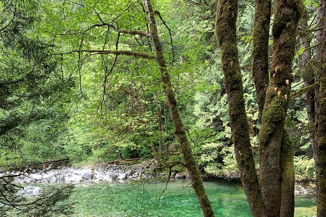 Vancouver Rainforest Hike with Waterfalls, Suspension Bridge, Old Growth Forest - Price and value: what $58.56 buys you