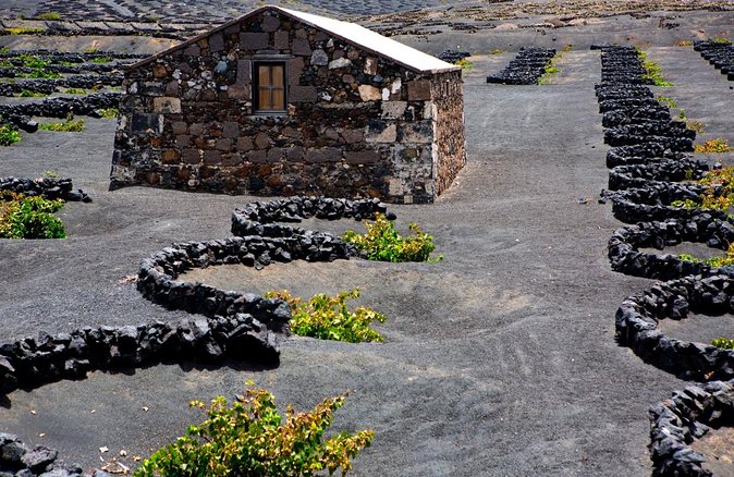 Vineyards of La Geria hiking tour - Key highlights to know before you go