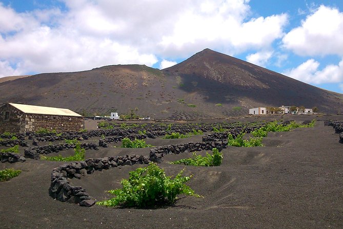 Vineyards of La Geria hiking tour - La Geria in 5 hours: what you’re really buying
