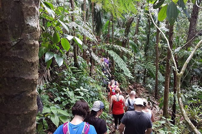 Volcano Crater Hiking Tour in St Kitts - Price and value: what $100 buys you on a Level 5 day