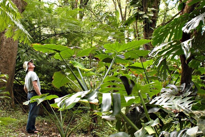Waterfall & Rainforest Hiking Adventure with Hotel Pickup - Key things to know before you go