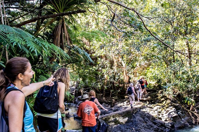 Waterfall & Rainforest Hiking Adventure with Hotel Pickup - Lunch and Snacks: Fuel for a Rainforest Day