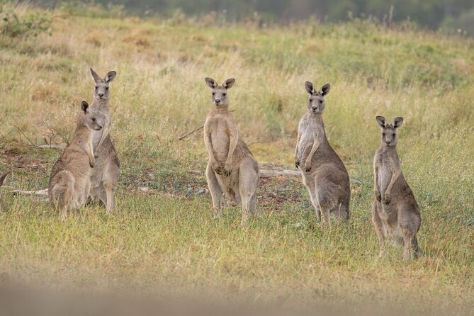 Yarra Valley by night! Private wine, whisky and dinner tour - What $606.49 per person really buys you (and who gets the best value)