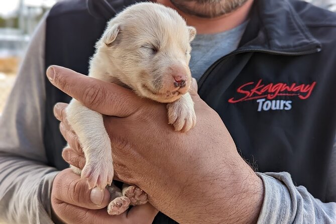 Yukon Husky Puppy Play Time & Summit Tour - Key highlights in plain terms